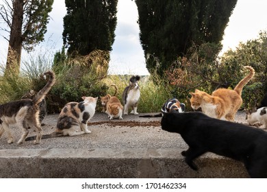 277 Croatian cats Images, Stock Photos & Vectors | Shutterstock