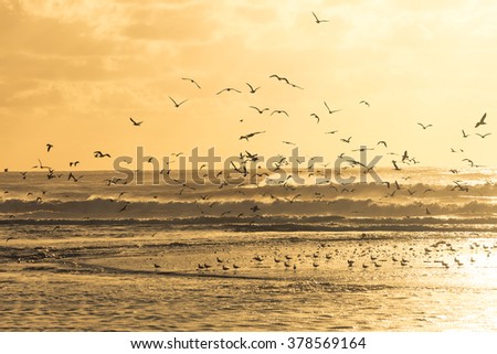Big group op seagulls take of from the beach at sunset.
