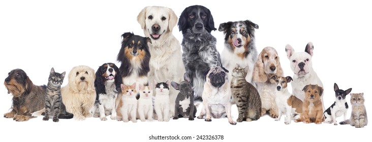 Big Group Of Pets Isolated