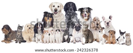 Big group of pets isolated