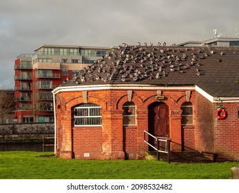 Big Group Of Pigeon Sitting On A Roof Of An Old Red Brick Building. Scavenger Community Meeting. Birds Crowd In Outdoor Environment In Urban Area. Abstract Conference Or Team Talk Concept