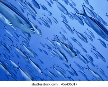 Big Group / School Of Glass Fish Swimming Together Synchronized Under Same Angle. Beautiful Marine Pattern Background. Taken During Diving  In Red Sea Of Egypt Near Sharm El Sheikh