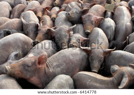 Similar – Foto Bild Viele überfüllte Schweine in einem Bauernhof.