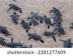 Big group of turtles hatchlings on the beach. Many baby turtles going out of the nest, walking to the ocean. Cute and magical wildlife moment. Ningaloo national park in Exmouth, Western Australia.