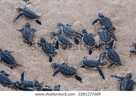 Big group of turtles hatchlings on the beach. Many baby turtles going out of the nest, walking to the ocean. Cute and magical wildlife moment. Ningaloo national park in Exmouth, Western Australia.