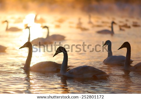 A big group of wild swans swimming in a winter lake on a sunset and some ducks on a background. Siberia, Russia.