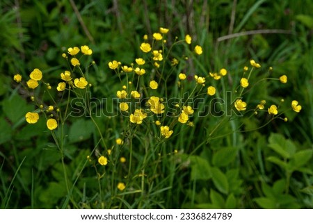 Big group of yellow flowers of Ranunculus acris (meadow buttercup, tall buttercup, common buttercup, giant buttercup). It is medicinal plant