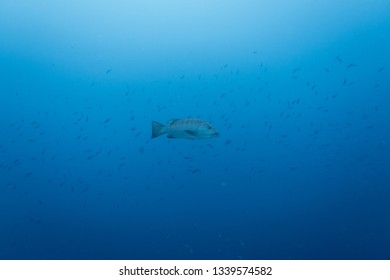 A Big Grouper Swimming In The Pelagic Sea With A Fish Swarm In The Background Above The Reef Of The Tropical Island Bonaire