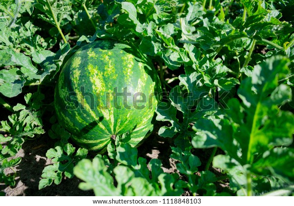 Big Growing Watermelon Garden Stock Photo Edit Now 1118848103