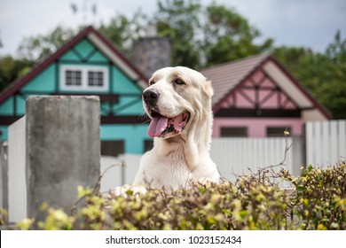 Big Guard Dog In Front Of The House