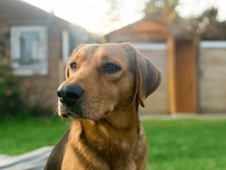 Big Guard Dog Sitting In Front Of The House. Close Up Picture Of Guard Dog Sitting In Front Of House And Garden Background. Watchdog Concept. Pet Dog Stay At Home And Watch