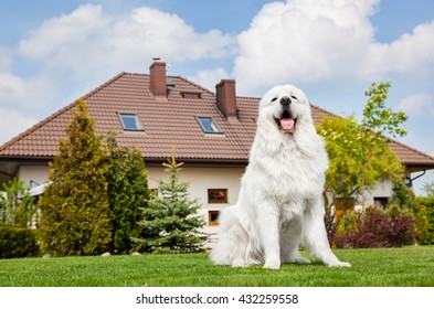 Big Guard Dog Sitting In Front Of The House. Polish Tatra Sheepdog Also Known As Podhalan Or Owczarek Podhalanski