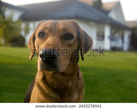 Big guard dog sitting in front of the house. close up picture of guard dog sitting in front of house and garden background. Watchdog concept. Pet dog stay at home and watch