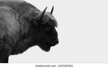 Big Hair Bison Face On The White Background