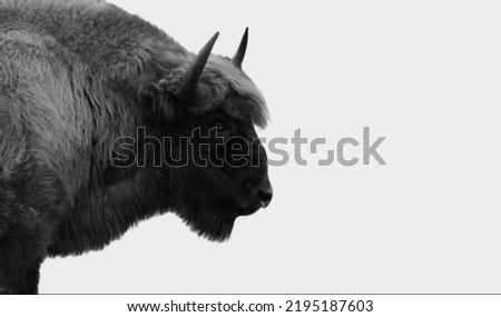 Big Hair Bison Face on The White Background
