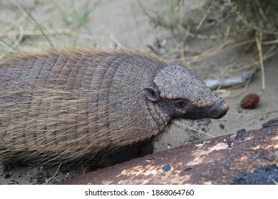 64 Big hairy armadillo Images, Stock Photos & Vectors | Shutterstock