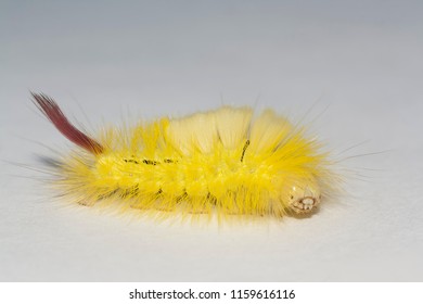 Big, Hairy Caterpillar. Maggot Of Lymantriinae