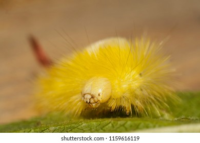 Big, Hairy Caterpillar. Maggot Of Lymantriinae