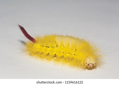 Big, Hairy Caterpillar. Maggot Of Lymantriinae