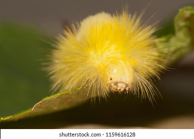 Big, Hairy Caterpillar. Maggot Of Lymantriinae