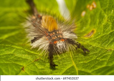 Big, Hairy Caterpillar. Maggot Of Lymantriinae