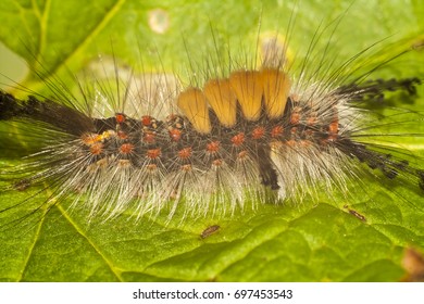 Big, Hairy Caterpillar. Maggot Of Lymantriinae