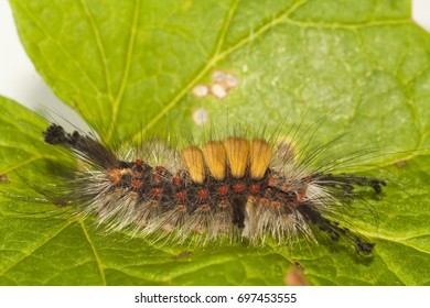 Big, Hairy Caterpillar. Maggot Of Lymantriinae