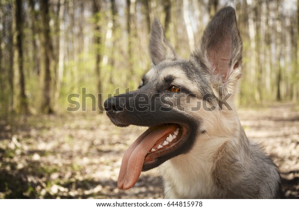 Big Halfbreed Dog Heavy Breathing Forest Stock Photo (Edit ...