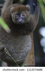 Big Hapalemur Prolemur Simus