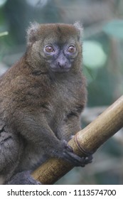 Big Hapalemur Prolemur Simus