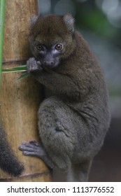 Big Hapalemur Prolemur Simus