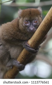 Big Hapalemur Prolemur Simus