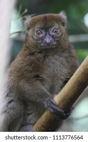 Big Hapalemur Prolemur Simus