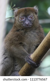 Big Hapalemur Prolemur Simus