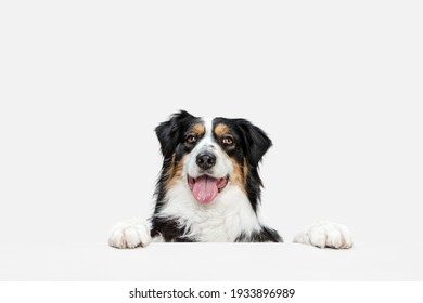 Big Happy Australian Shepherd Dog Standing Isolated On White Background.