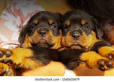 are bones safe for rottweiler puppies