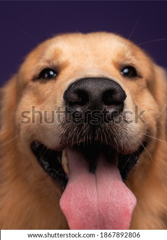 big head golden retriever tounge out purple photography