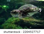 big headed amazon river turtle underwater close up portrait looking at you