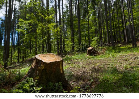 Big and healthy trees cut from the root. Logs carved and cut from the green forest. Forest cut down. Wood industry are destroying the forest. Ecological disaster. Deforestation