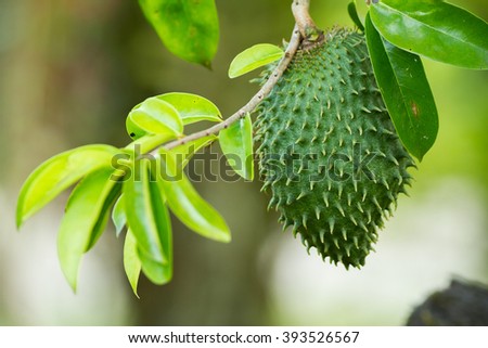big healty green graviola fruit on a graviola tree Foto stock © 