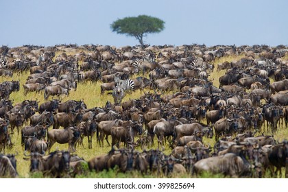 Big herd of wildebeest in the savannah. Great Migration. Kenya. Tanzania. Masai Mara National Park. An excellent illustration.