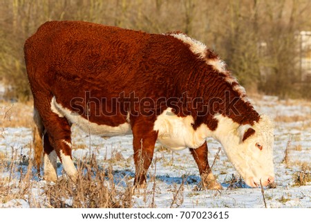 Big highland cattle of scotland searching for food on field of snow