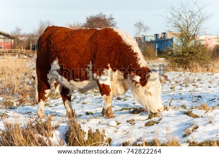 Big highland cattle of scotland searching for food in a park in the winter