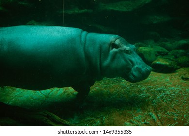 
Big Hippo Underwater Swimming Calma 