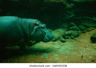 
Big Hippo Underwater Swimming Calma 