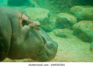 
Big Hippo Underwater Swimming Calma 