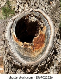 Big Hole Tree Stock Photo 1567022326 | Shutterstock