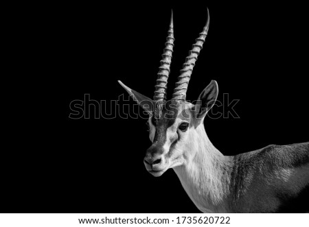Big Horn Black And White Impala Standing On The Black Background