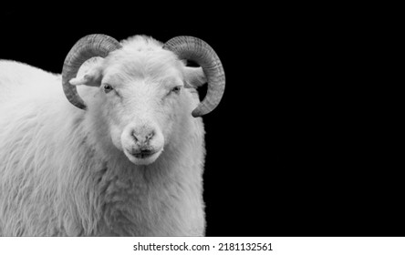 Big Horn Cute Sheep Smiling Face