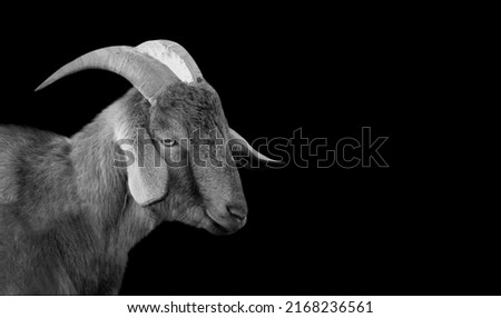 Big Horn Goat Portrait On Black Background